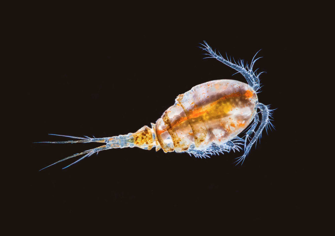 Is Your Tapwater Kosher? About Copepods in Drinking Water