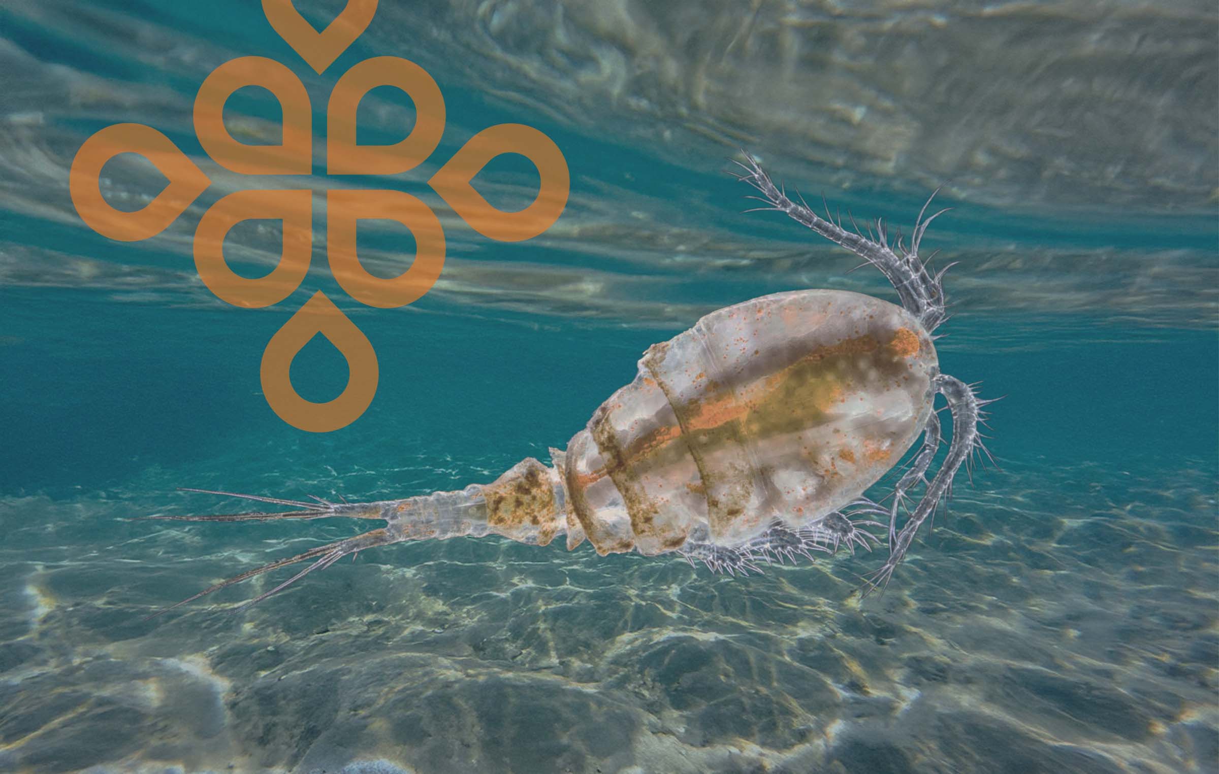 Is Your Tapwater Kosher? About Copepods in Drinking Water